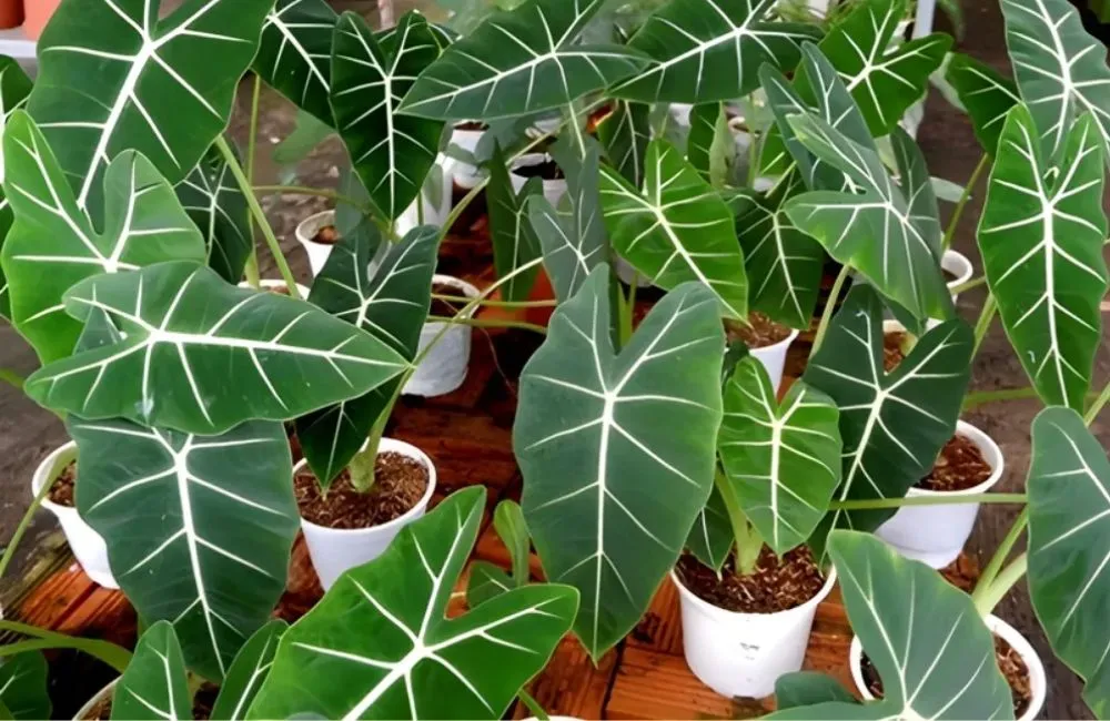 Giá bán Alocasia Frydek cấy mô