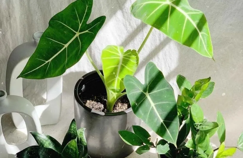 Giá bán Alocasia Frydek cấy mô