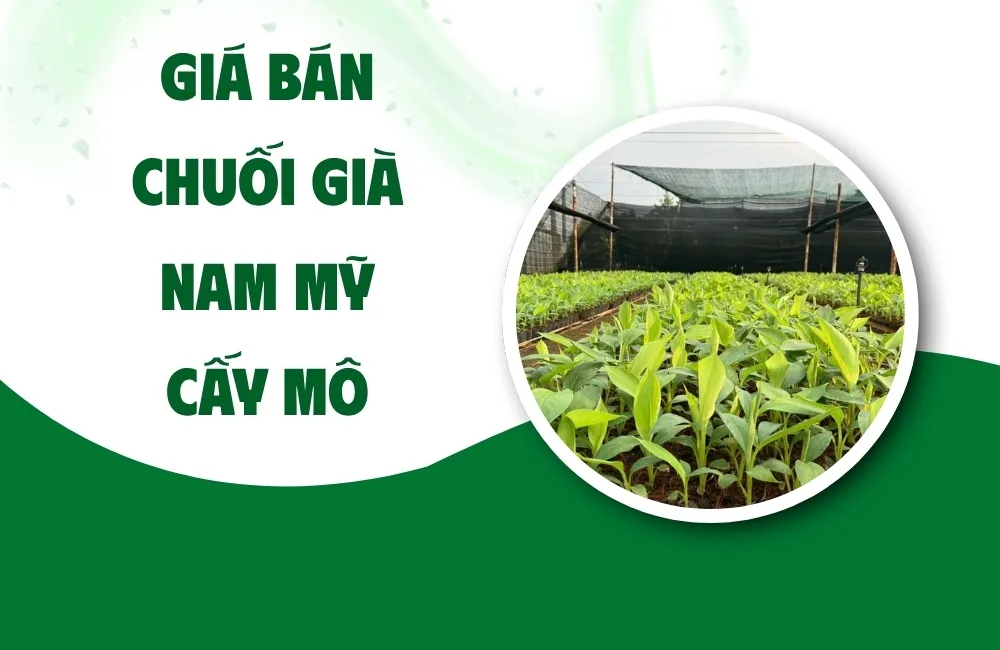 Giá chuối già nam mỹ cấy mô hiện nay bao nhiêu?