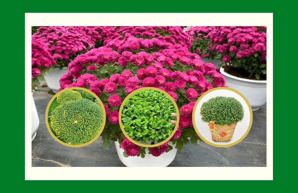 Giá bán cúc mâm xôi mini cấy mô hiện nay trên thị trường