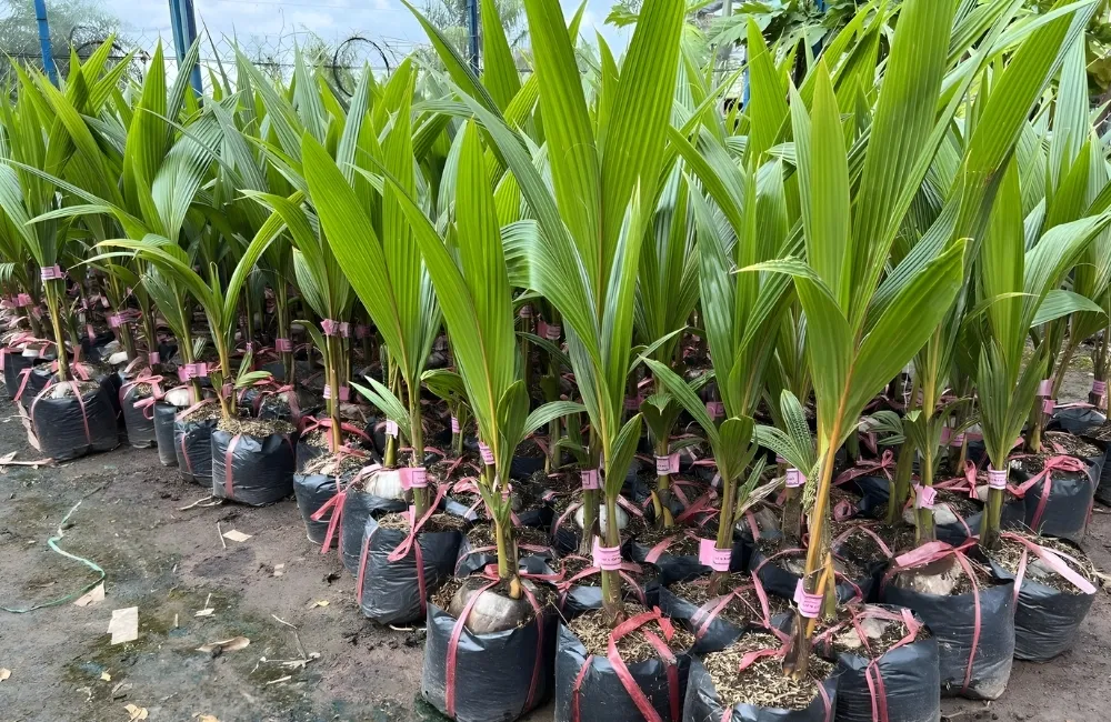 Nơi mua dừa sáp vàng cấy mô giá tốt, uy tín