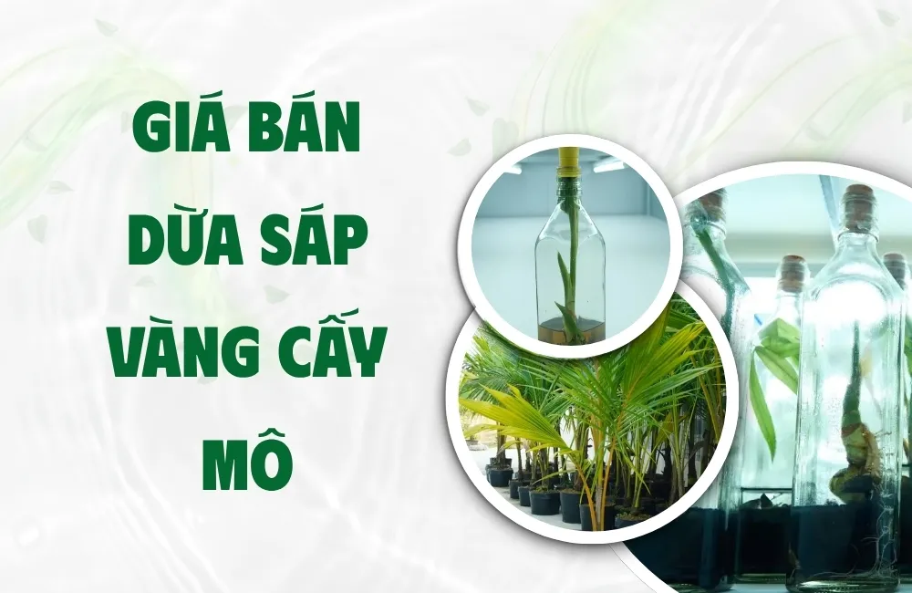 Giá bán dừa sáp vàng cấy mô hiện nay là bao nhiêu?