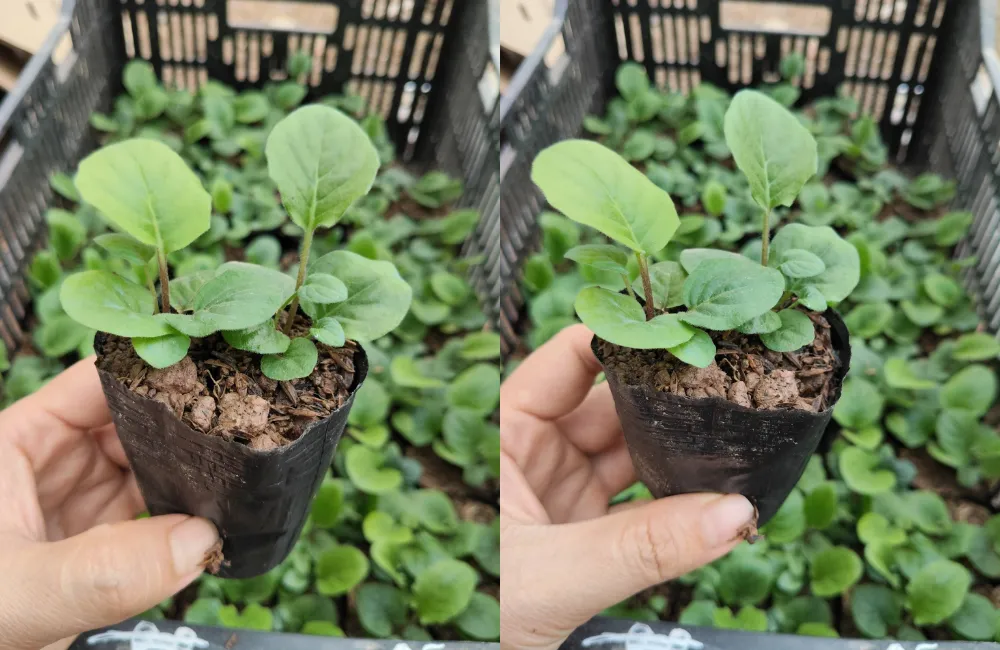 Có nên mua hoa đồng tiền lùn cấy mô giá rẻ không?