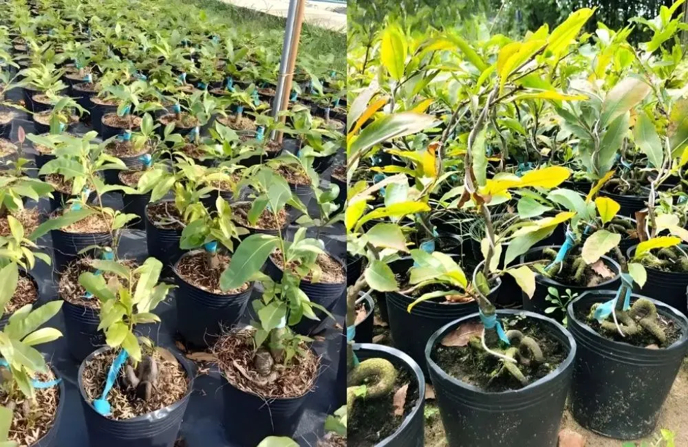 Giá bán mai cúc hoàng lộc cấy mô