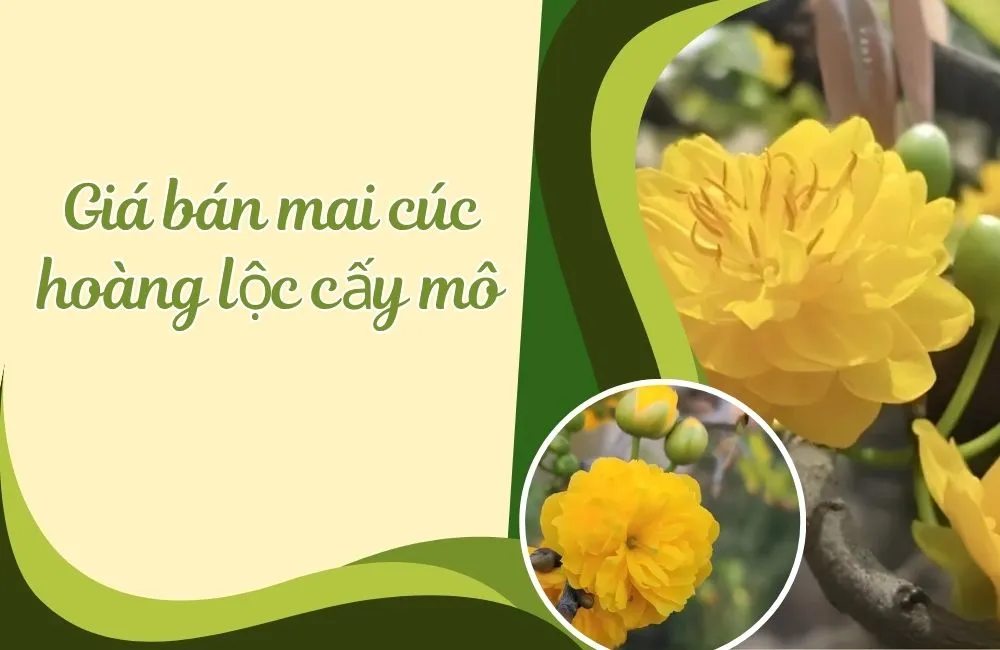 Giá bán mai cúc hoàng lộc cấy mô