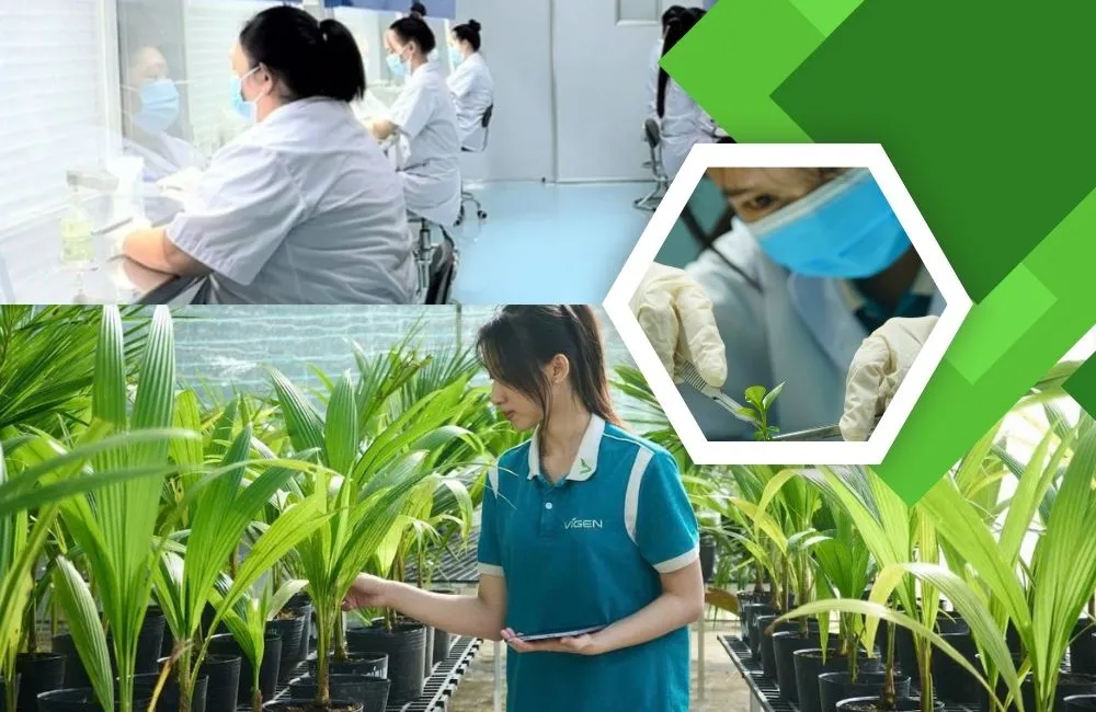 Lựa chọn đơn vị gia công cây giống cấy mô uy tín