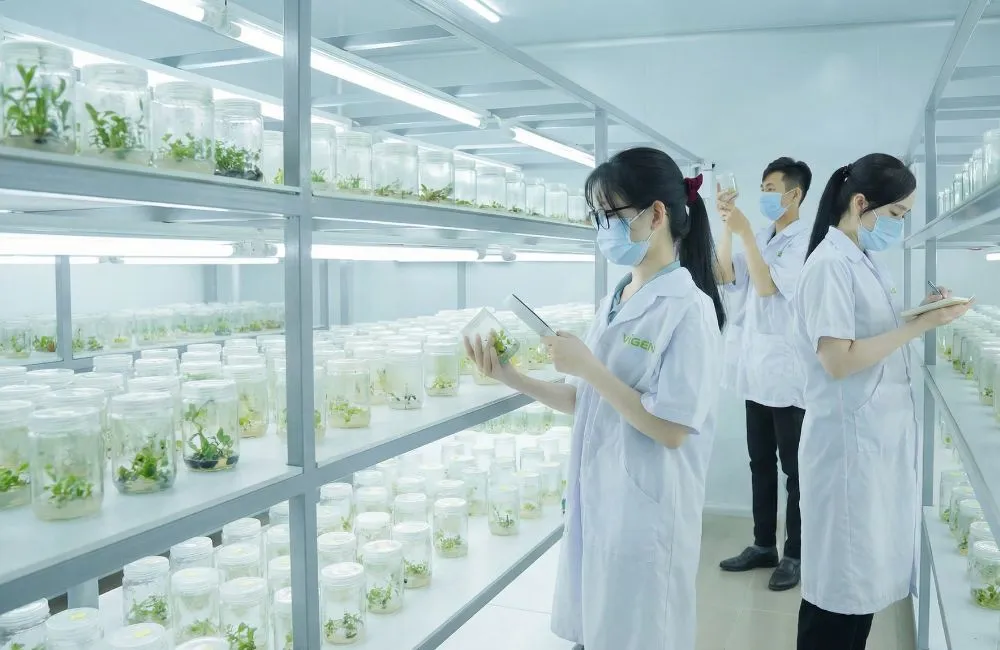 ViGen nhận gia công cây giống cấy mô 