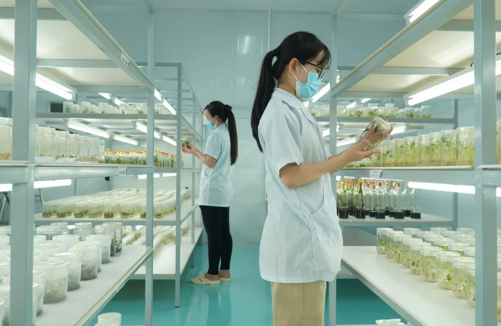 Dịch vụ gia công cây giống cấy mô theo yêu cầu tại ViGen