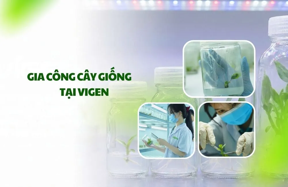 Gia công cây giống cấy mô tại ViGen