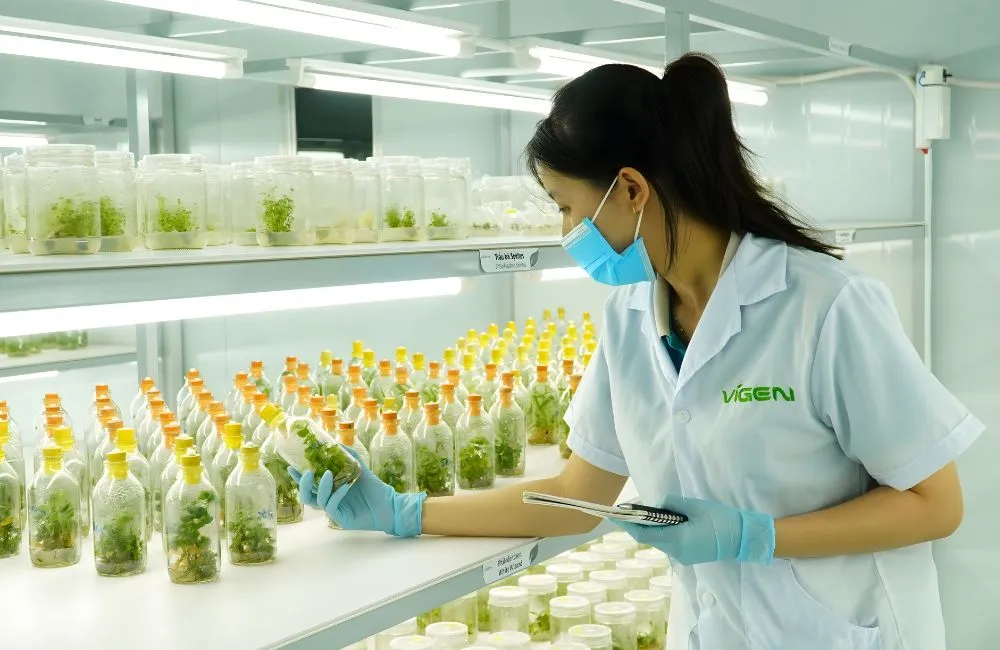 Gia công cây giống tại ViGen