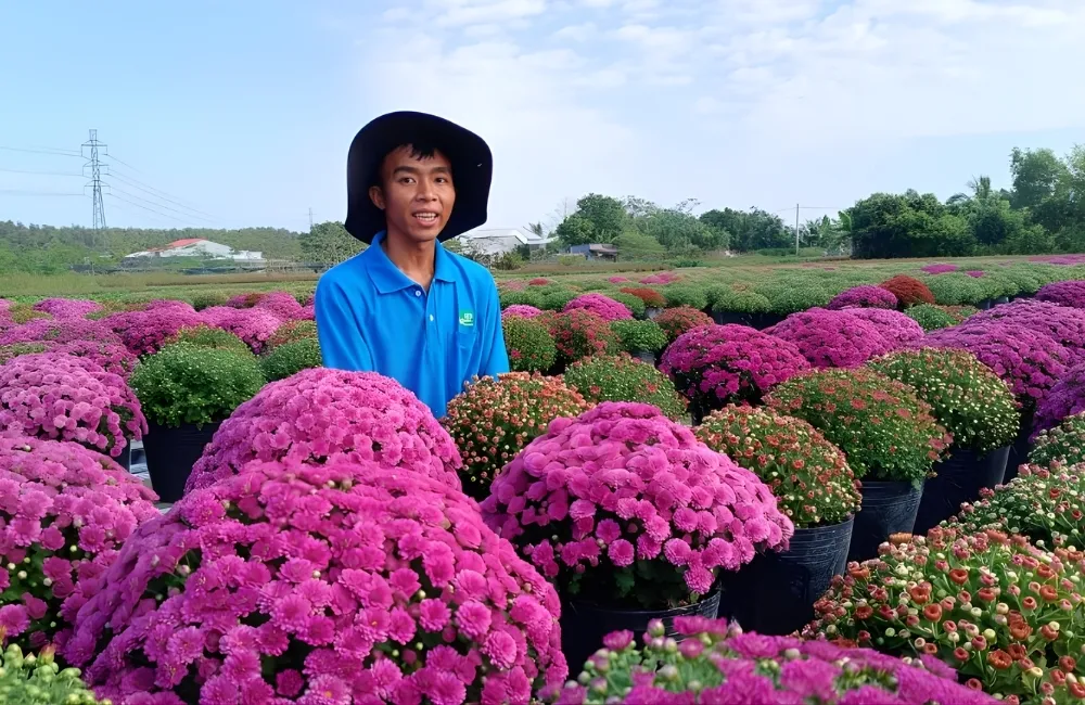 Giá cúc mâm xôi Hàn Quốc biến động theo thời điểm trong năm