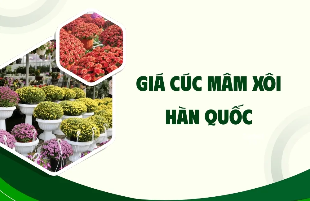 Mặt bằng giá cúc mâm xôi Hàn Quốc hiện nay
