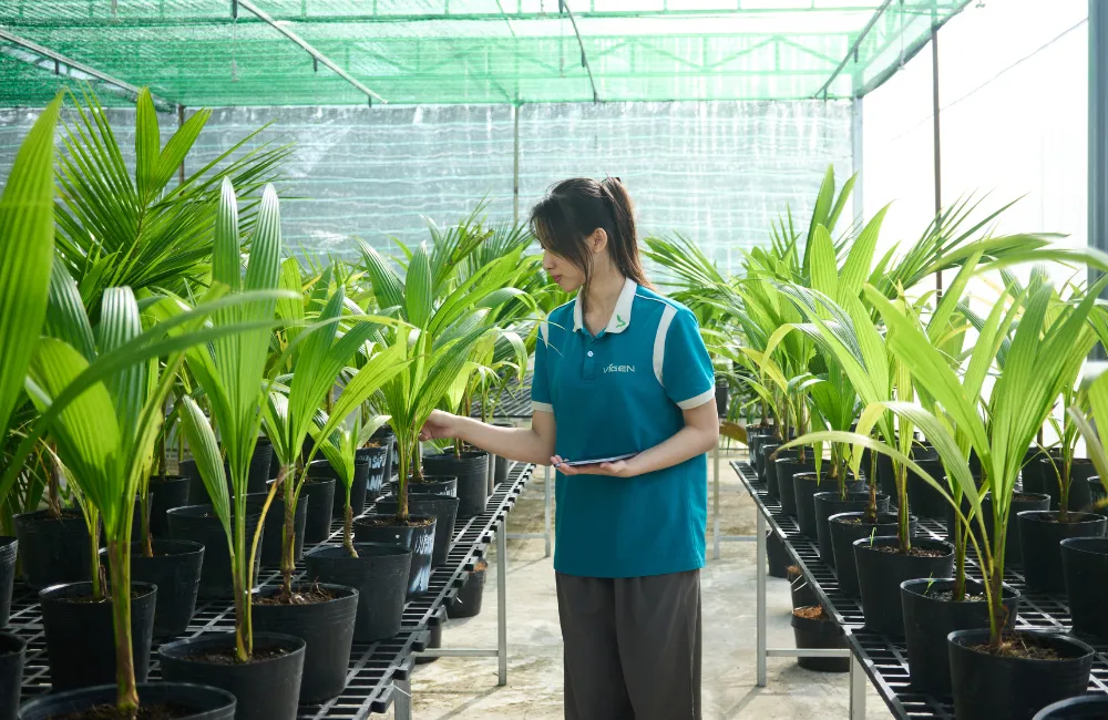 Giá dừa sáp xanh cấy mô tại ViGen