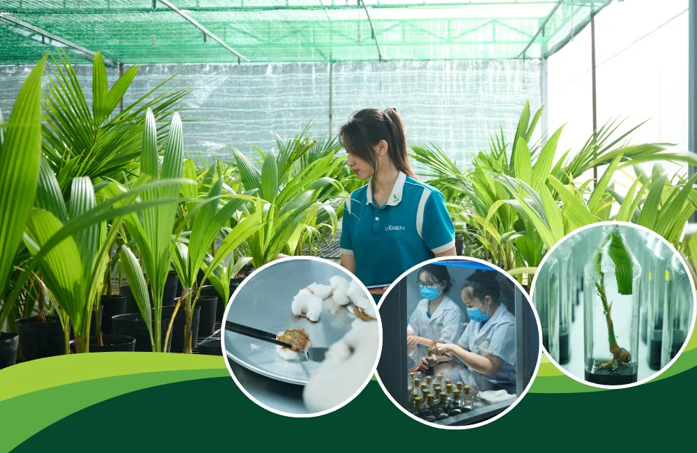 Giá dừa sáp xanh cấy mô