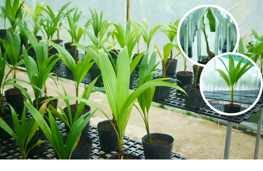 Giá dừa sáp xanh cấy mô