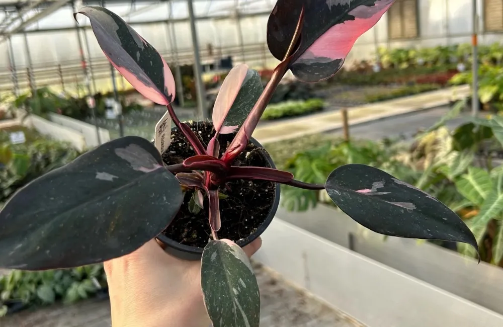 Các yếu tố làm thay đổi giá Philodendron Pink Princess Cấy Mô