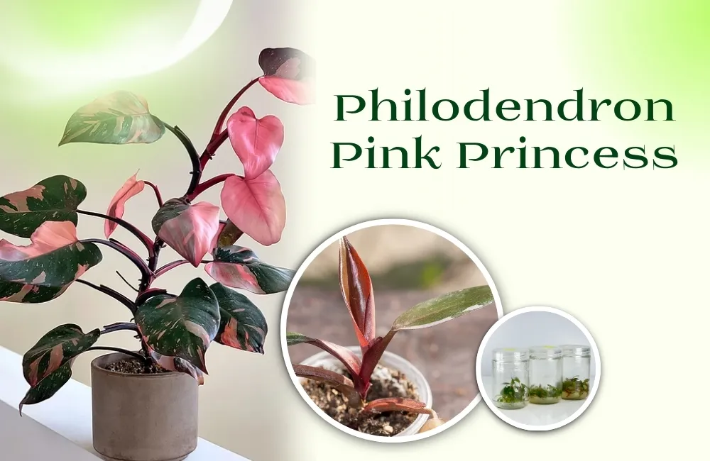Vì sao Pink cấy mô giá cao