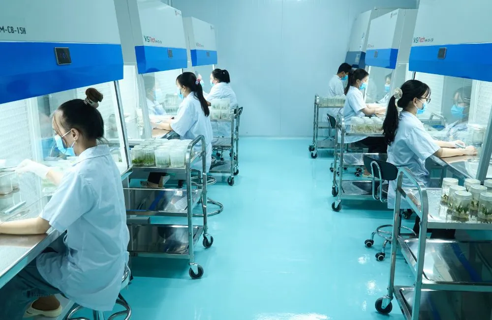 Hệ thống phòng lab nuôi cấy mô
