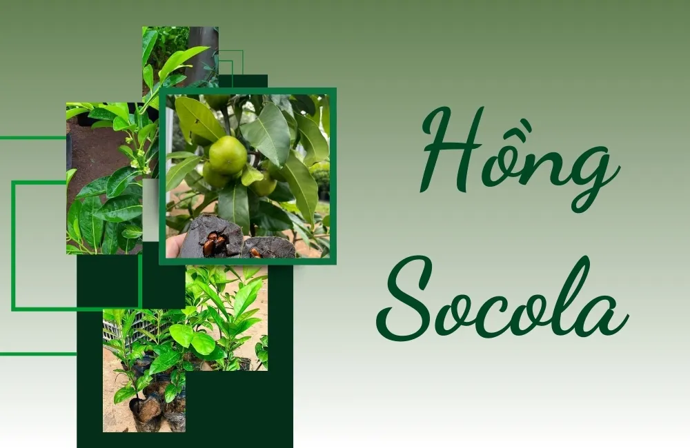 Tổng Quan Về Giống Hồng Socola