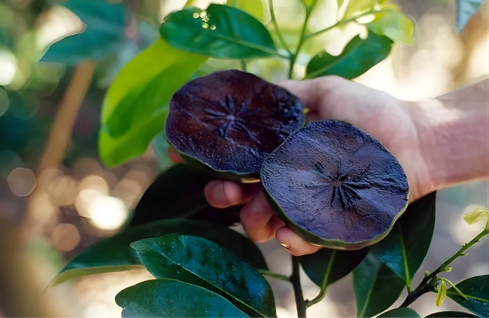 Đặc Điểm Trái Hồng Socola