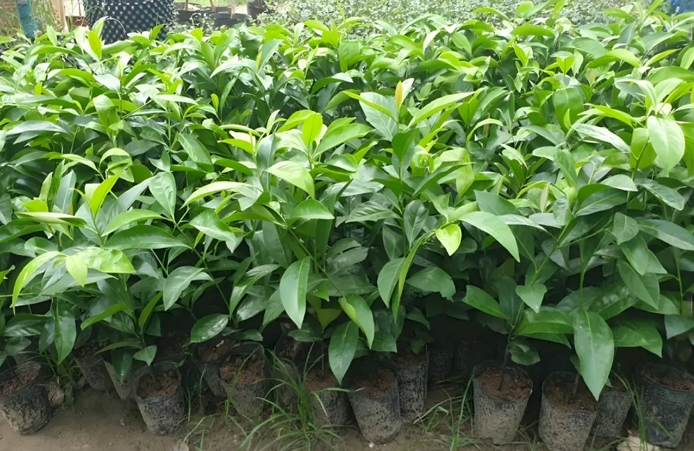 Cách Chọn Cây Giống Hồng Socola Chuẩn