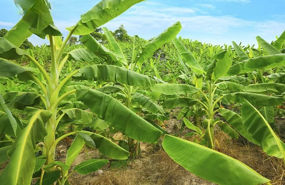 Kỹ thuật trồng chuối bàn tay phật cấy mô
