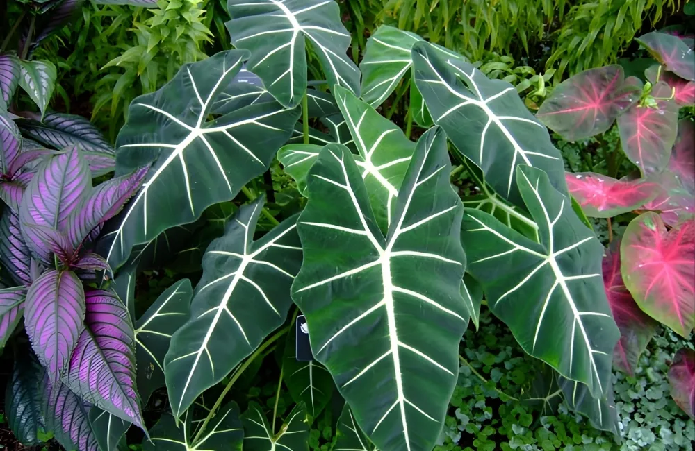 Cách chăm sóc Alocasia Frydek cấy mô đúng kỹ thuật