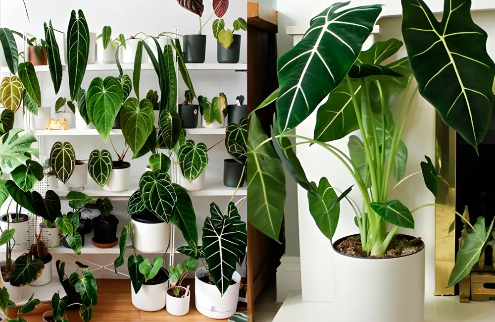 Cách xử lý và phòng bệnh cho Alocasia Frydek hiệu quả 