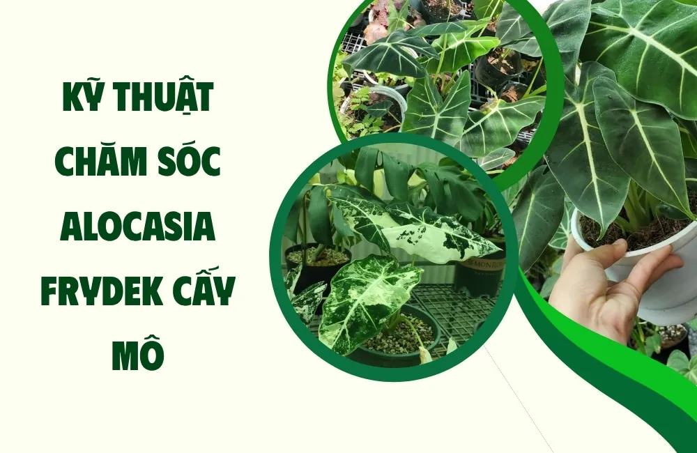 Đặc điểm sinh trưởng của Alocasia Frydek cấy mô