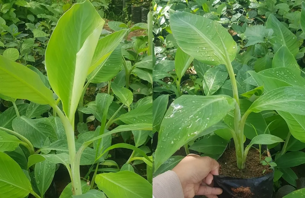 Đất trồng và mật độ trồng