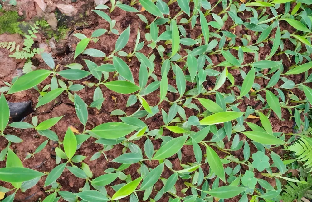 Những lưu ý quan trọng giúp chuối bàn tay phật phát triển tốt, năng suất cao
