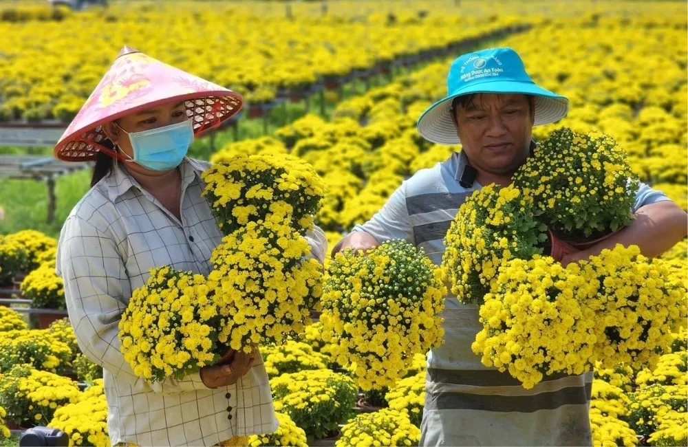 Điều kiện môi trường phù hợp để chăm sóc cúc mâm xôi mini