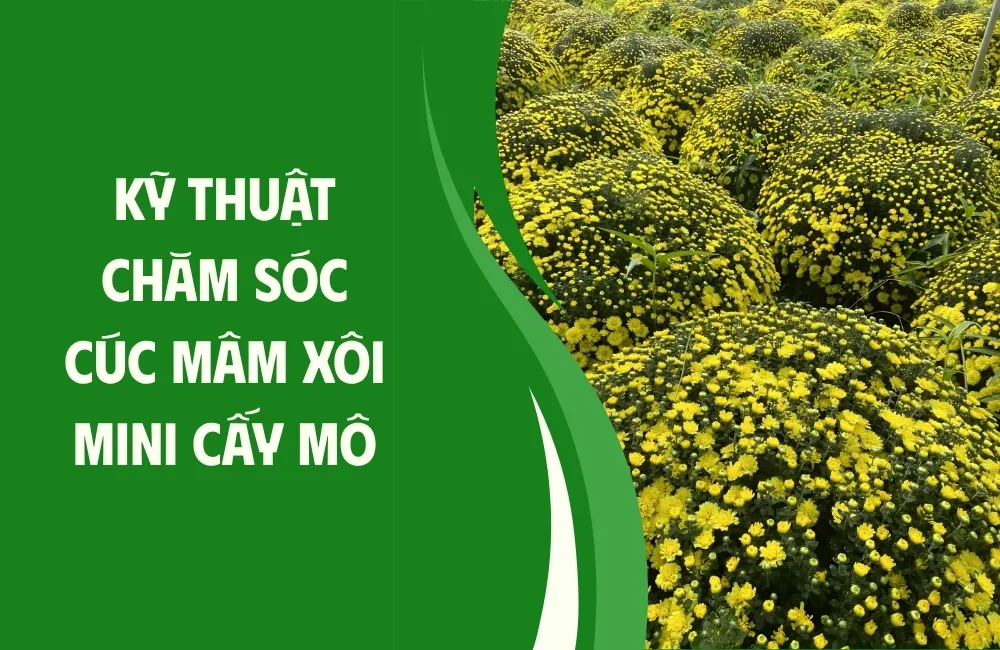 Cúc mâm xôi mini cấy mô là gì? Đặc điểm và lợi thế