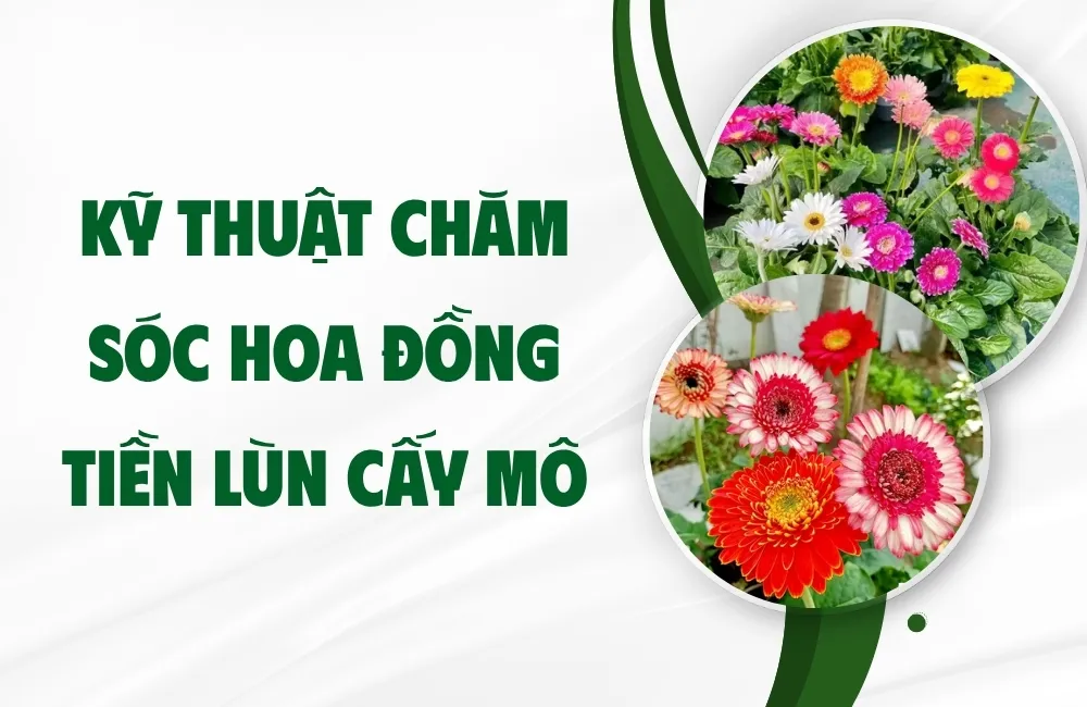 Đặc điểm sinh trưởng của hoa đồng tiền cấy mô
