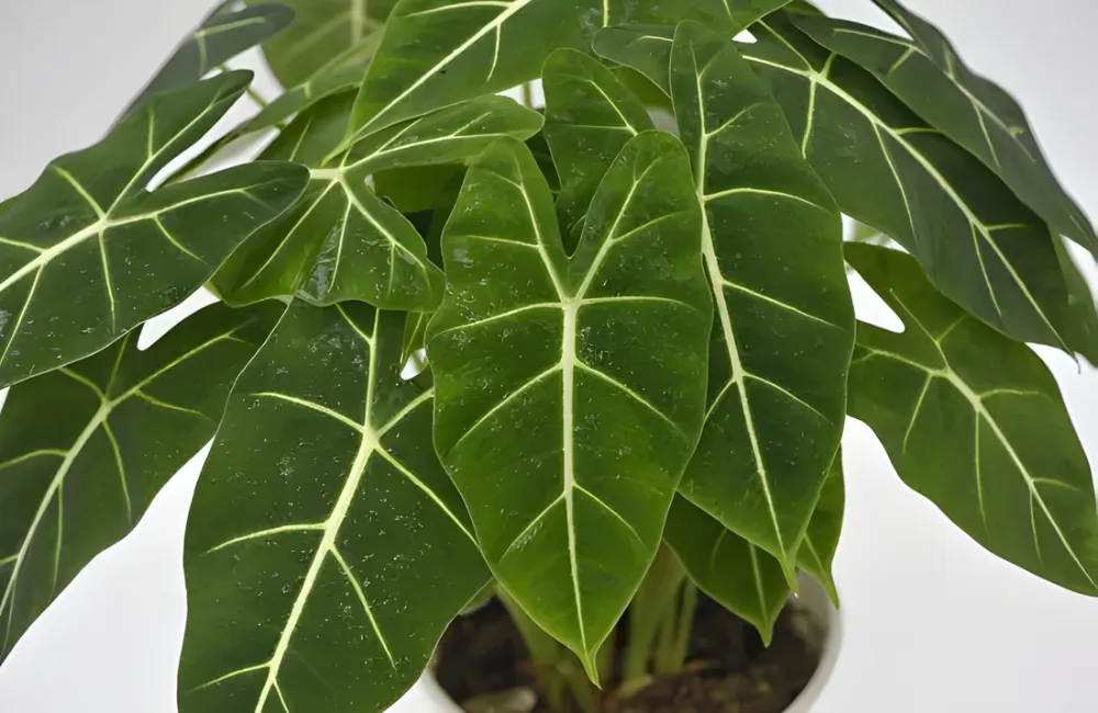 Chuẩn bị trước khi trồng Alocasia Frydek cấy mô