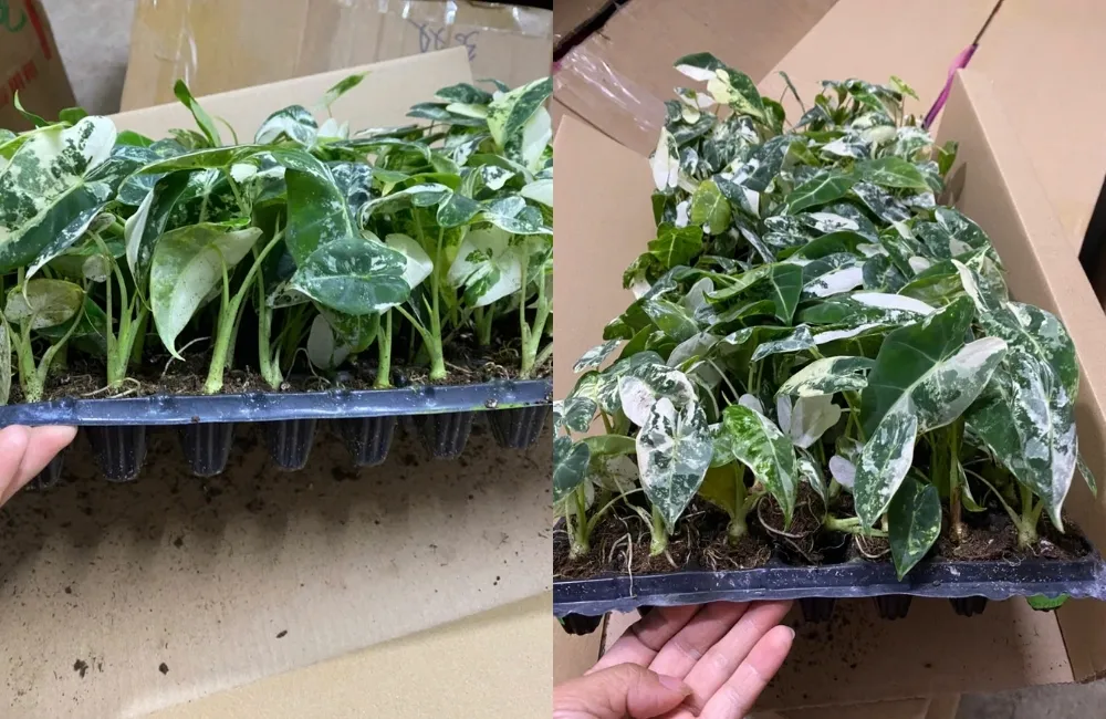 Chăm sóc và phòng bệnh cho Alocasia Frydek cấy mô