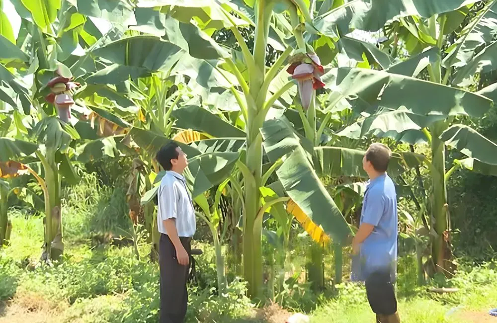 Kỹ thuật trồng chuối bàn tay phật cấy mô