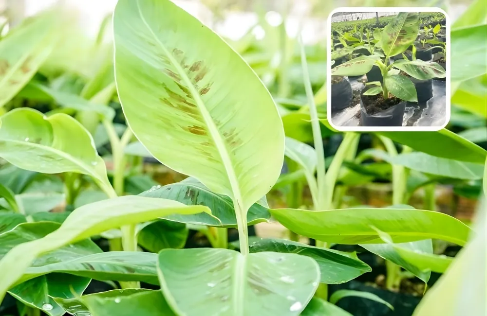 Kỹ Thuật Trồng Chuối Già Nam Mỹ Cấy Mô