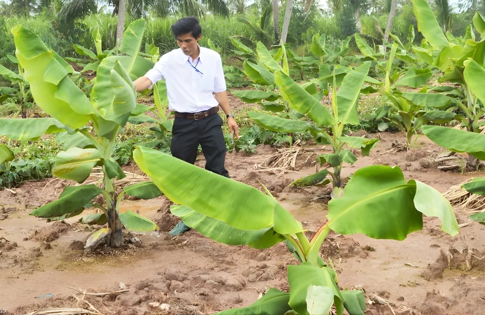 Phòng Trừ Sâu Bệnh Trên Chuối Già Nam Mỹ