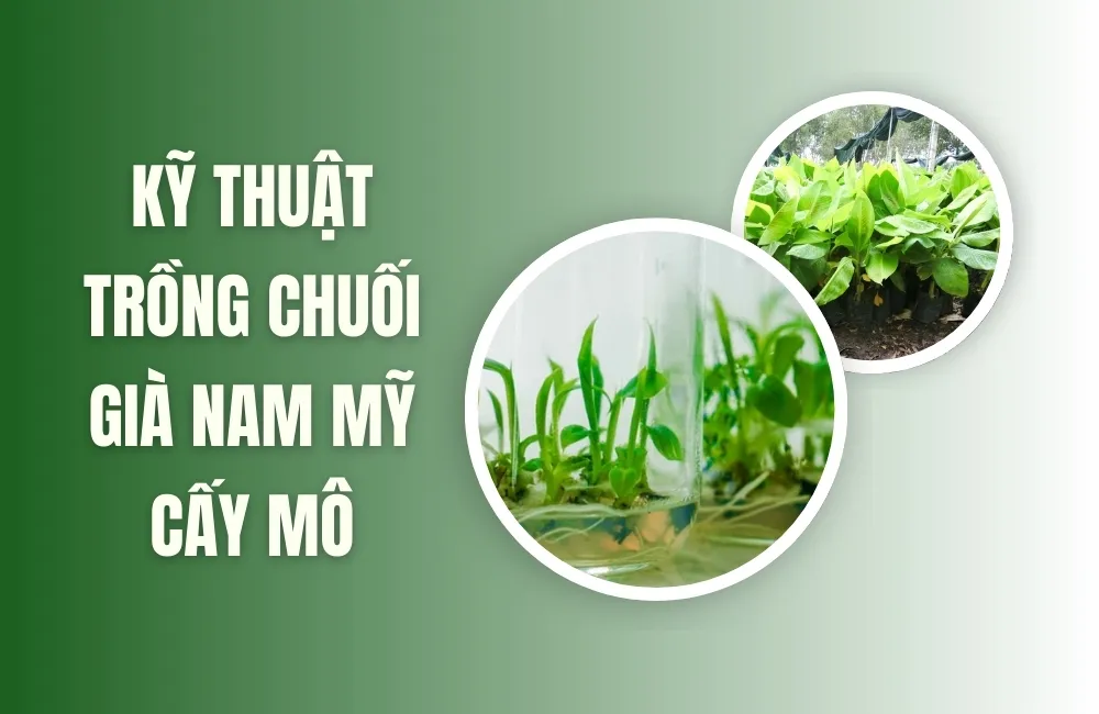 Chuối Già Nam Mỹ Cấy Mô Là Gì?