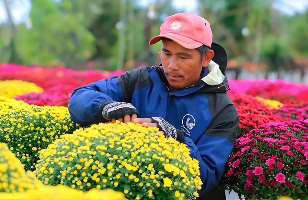 Phòng Và Xử Lý Sâu Bệnh Trên Cúc Mâm Xôi Hàn Quốc