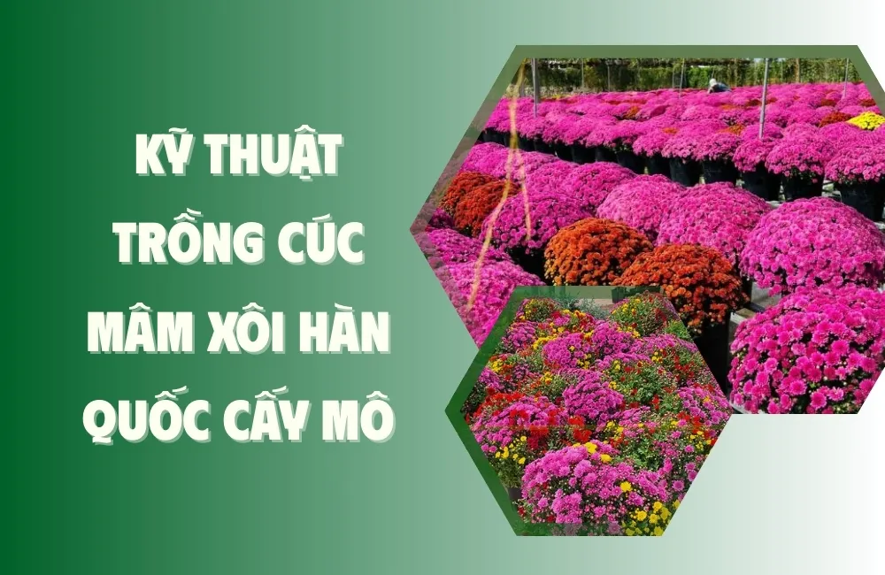 Đặc Điểm Sinh Trưởng Của Cúc Mâm Xôi Hàn Quốc Cấy Mô