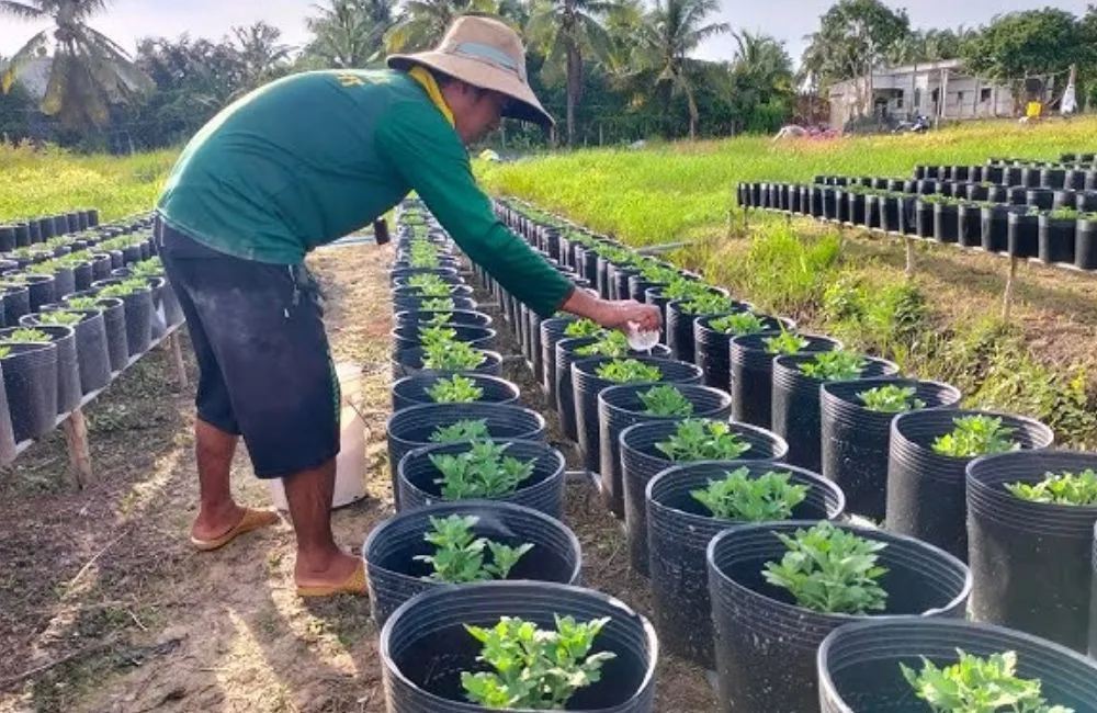Kỹ thuật trồng cúc mâm xôi mini cấy mô