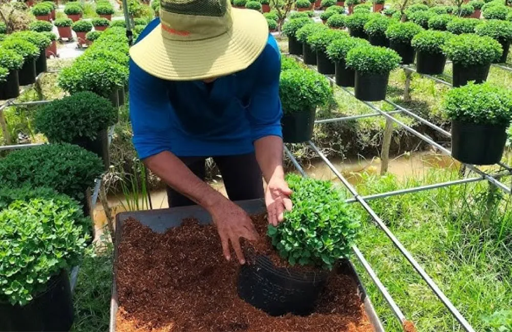 Kỹ thuật trồng cúc mâm xôi mini cấy mô