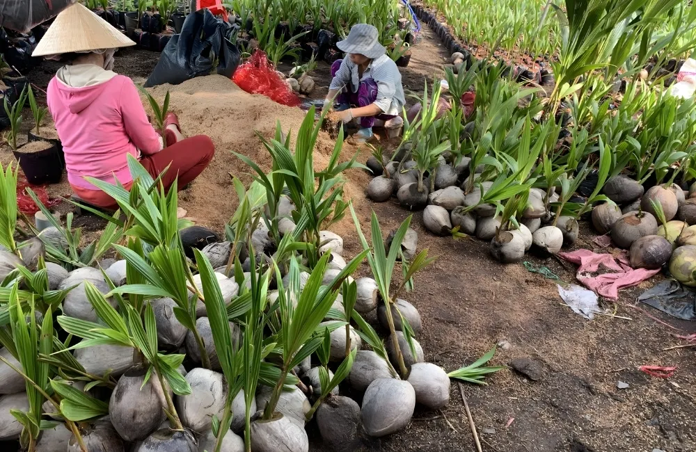 Chuẩn Bị Đất Và Mật Độ Trồng Dừa Sáp Vàng Cấy Mô