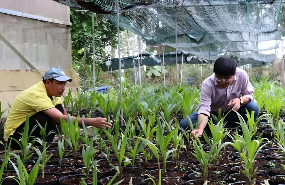 Phòng Trừ Sâu Bệnh Khi Trồng Dừa Sáp Vàng