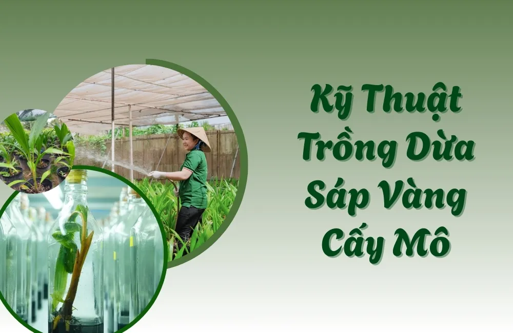 Vì Sao Nên Trồng Dừa Sáp Vàng Bằng Cây Giống Cấy Mô?