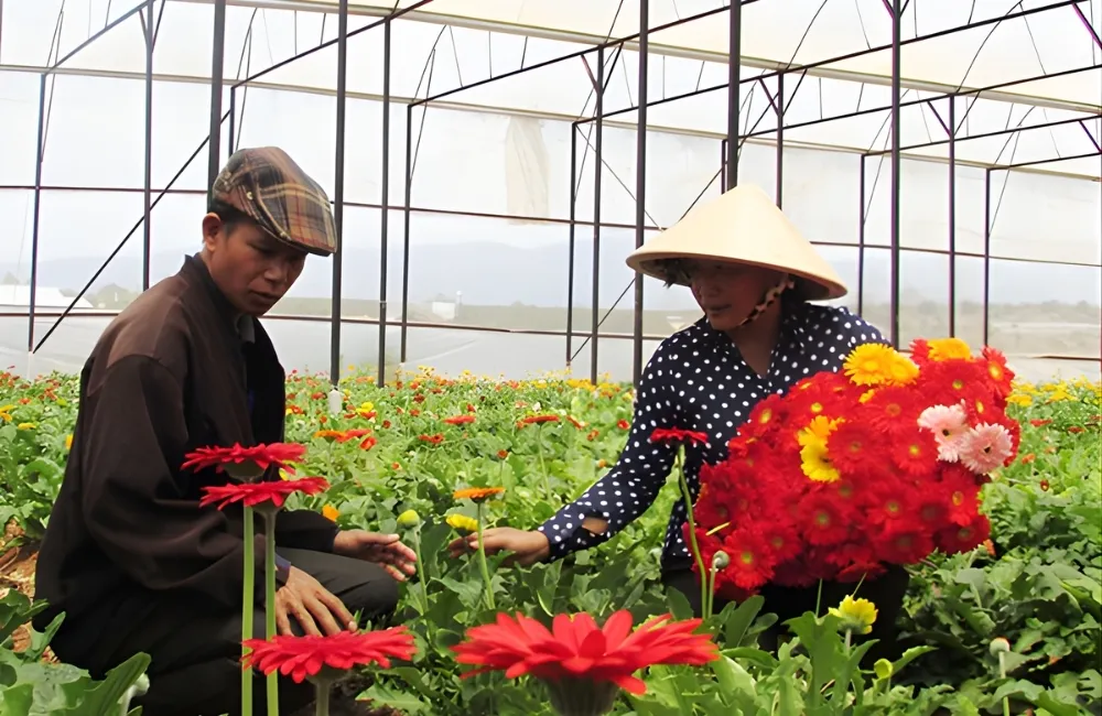 Chuẩn bị trước khi trồng hoa đồng tiền lùn cấy mô