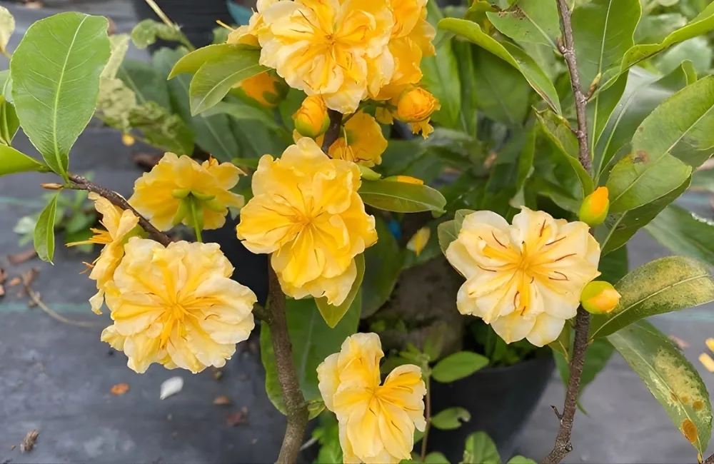Kỹ Thuật Trồng Mai Cúc Đổi Màu Cấy Mô Đúng Cách