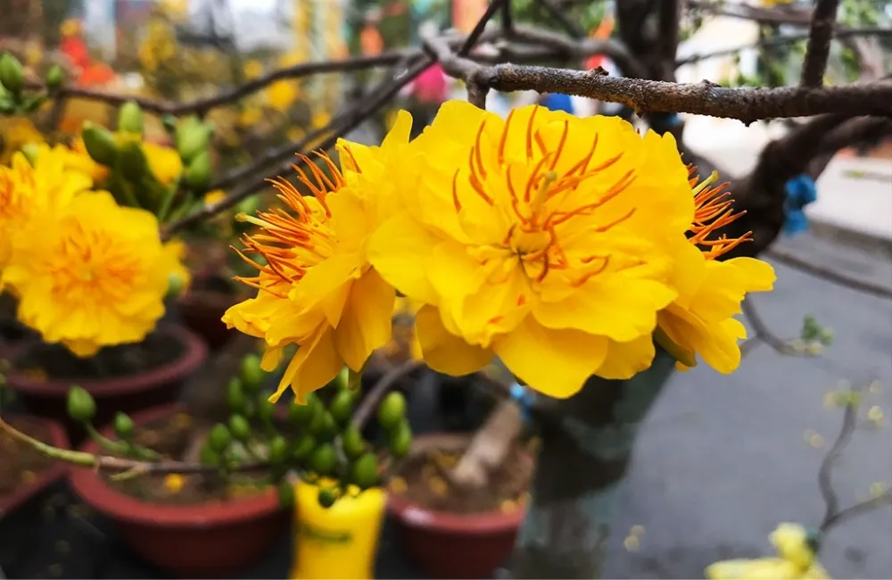 Phòng Và Xử Lý Sâu Bệnh Trên Mai Cúc Thọ Hương